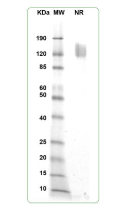 MW: Molecular Weight marker reduced condition
NR: CD80 dimer under non-reducing condition